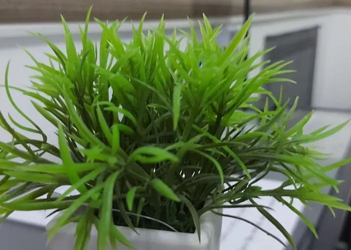 Eye Center Apartament *